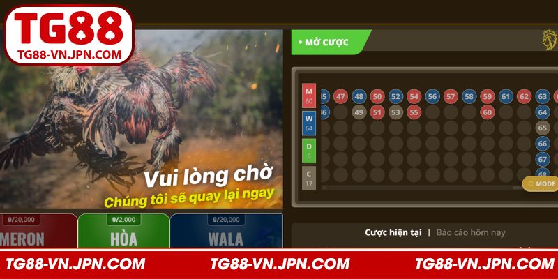 Kinh nghiệm chơi cược chọi gà bao thắng